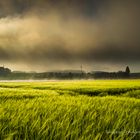 Sonne siegt über Nebel