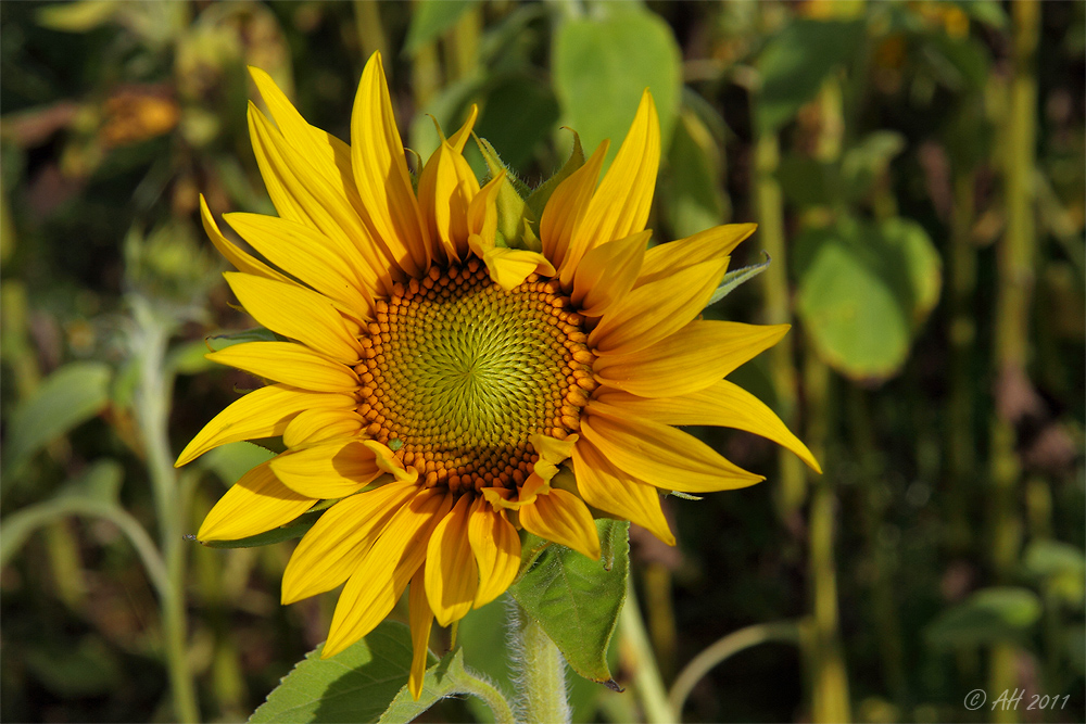 Sonne, Sommer, Sonnenblumen