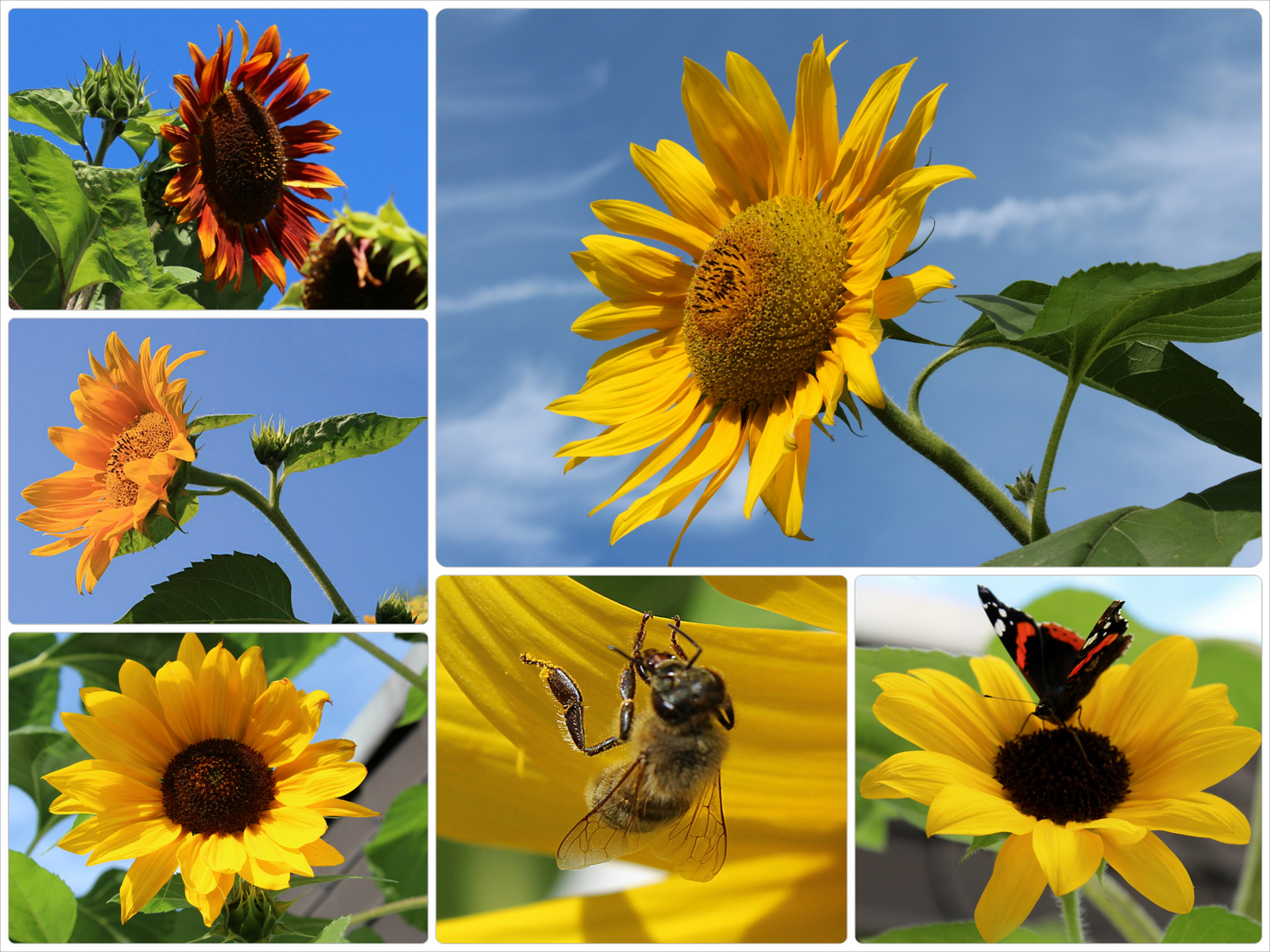 Sonne, Sommer, Sonnenblumen