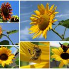 Sonne, Sommer, Sonnenblumen