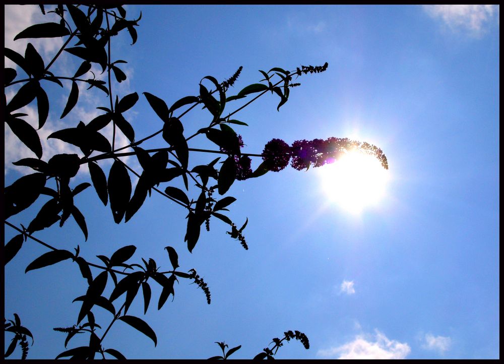 Sonne, Sommer, Sonnenschein! Foto & Bild anfängerecke nachgefragt