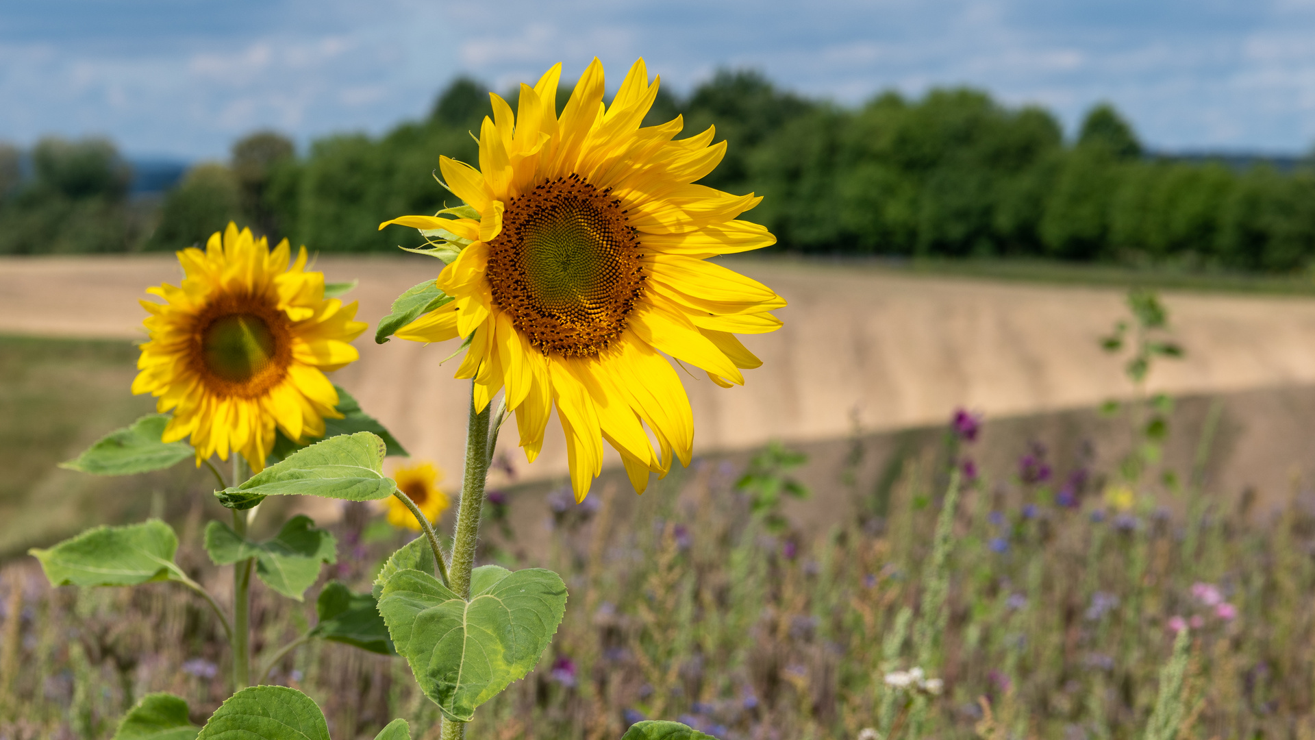 Sonne, Sonne, ...