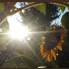 Sonne - Sonnenblume
