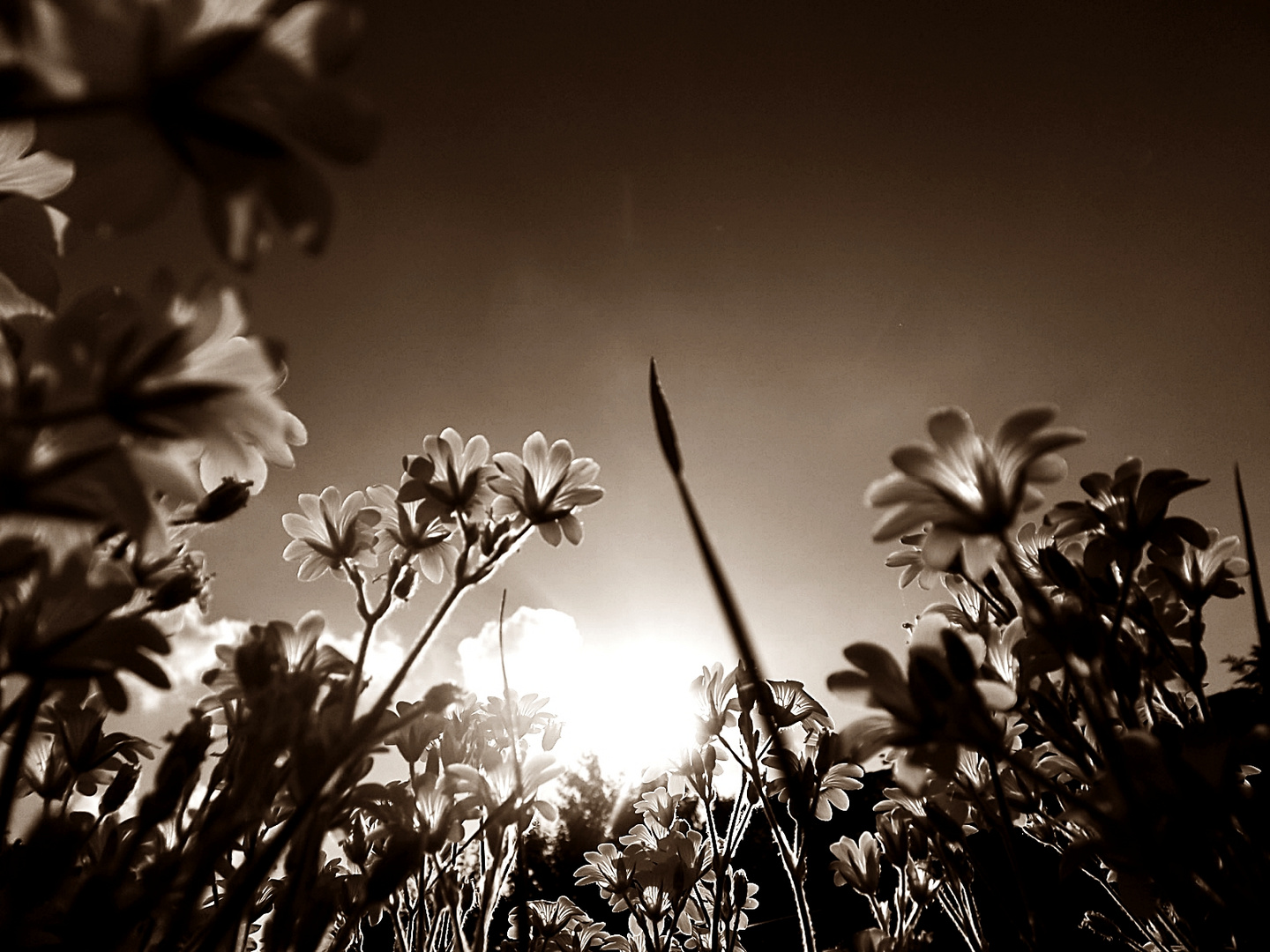 Sonne strahlt auf Blumen