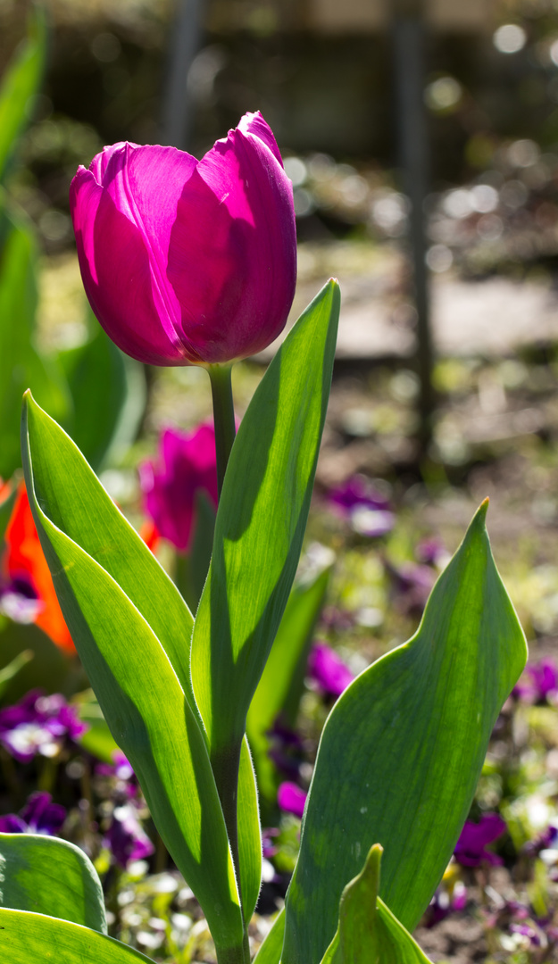 Sonne strahlt durch die Tulpen