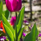 Sonne strahlt durch die Tulpen