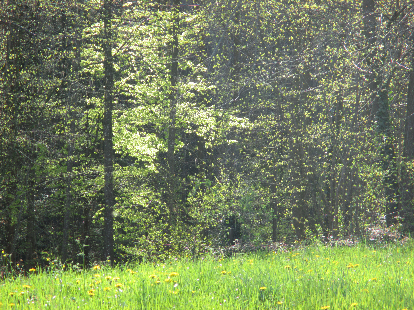 Sonne strahlt durchs erste Grün