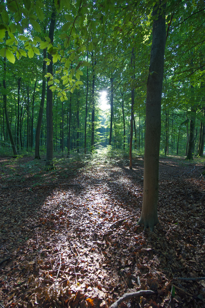 Sonne strahlt in den Wald