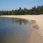 Sonne, Strand & Hund