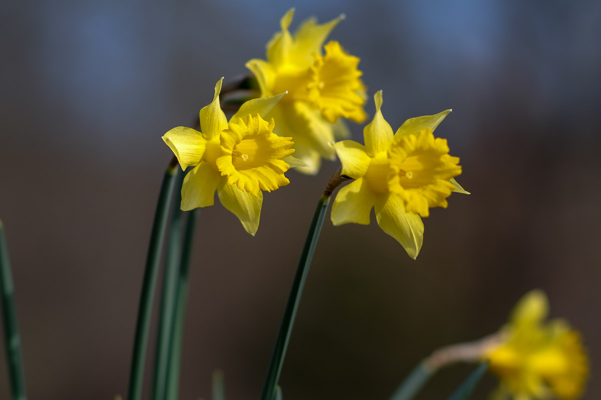 Sonne Tanken