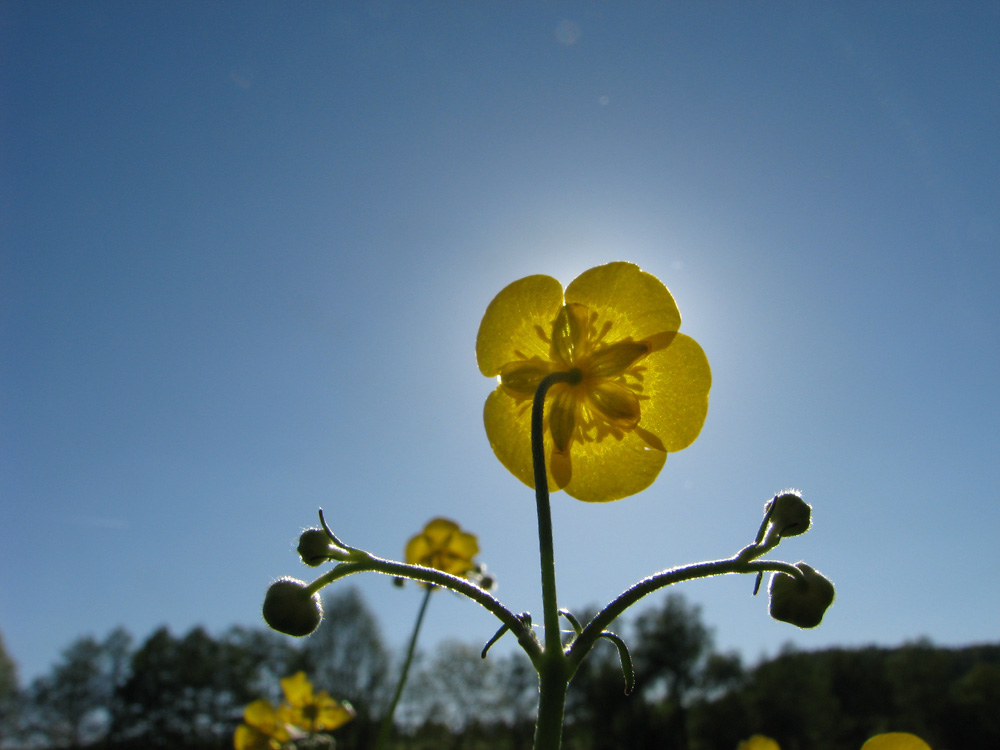 Sonne tanken