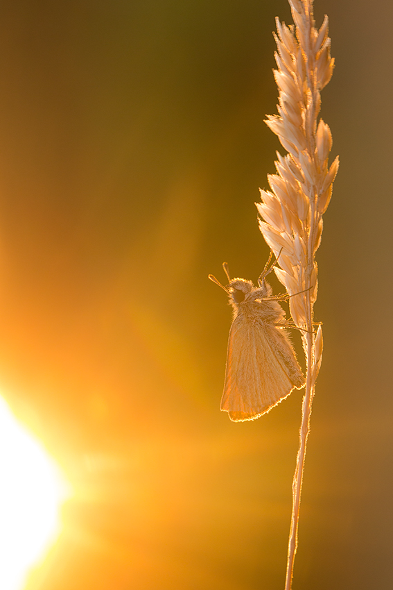 Sonne tanken