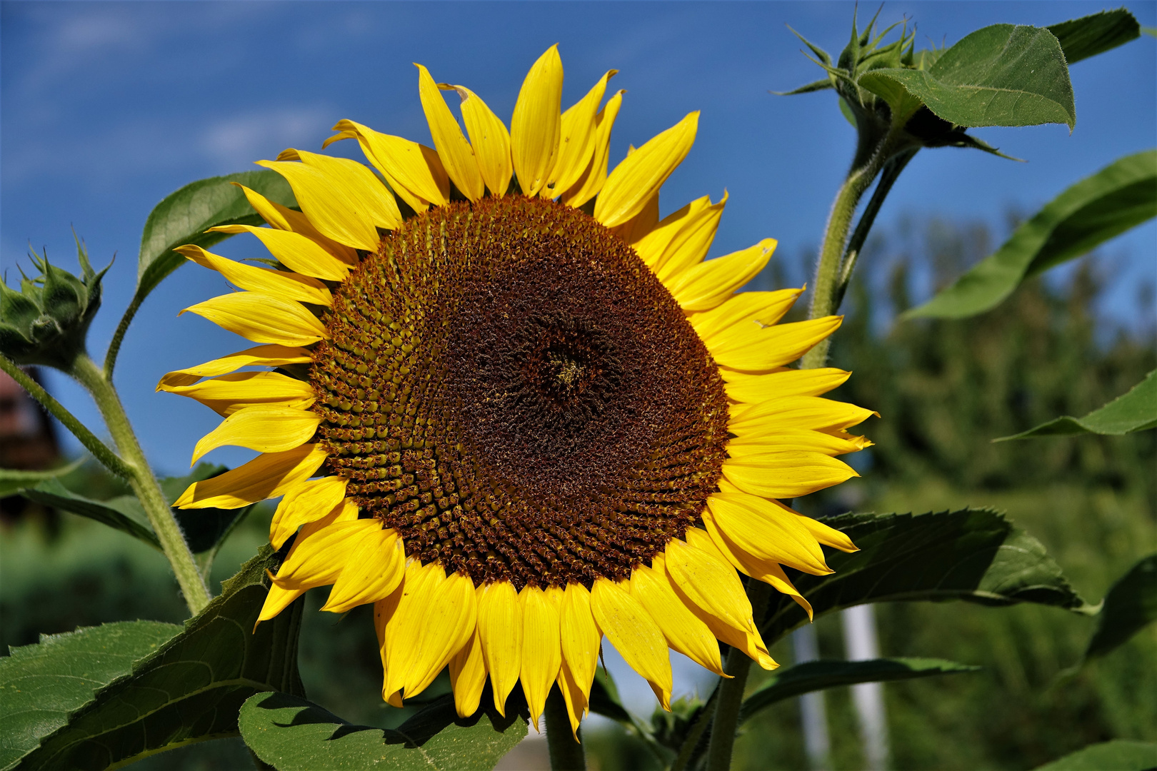 Sonne tanken am frühen Morgen