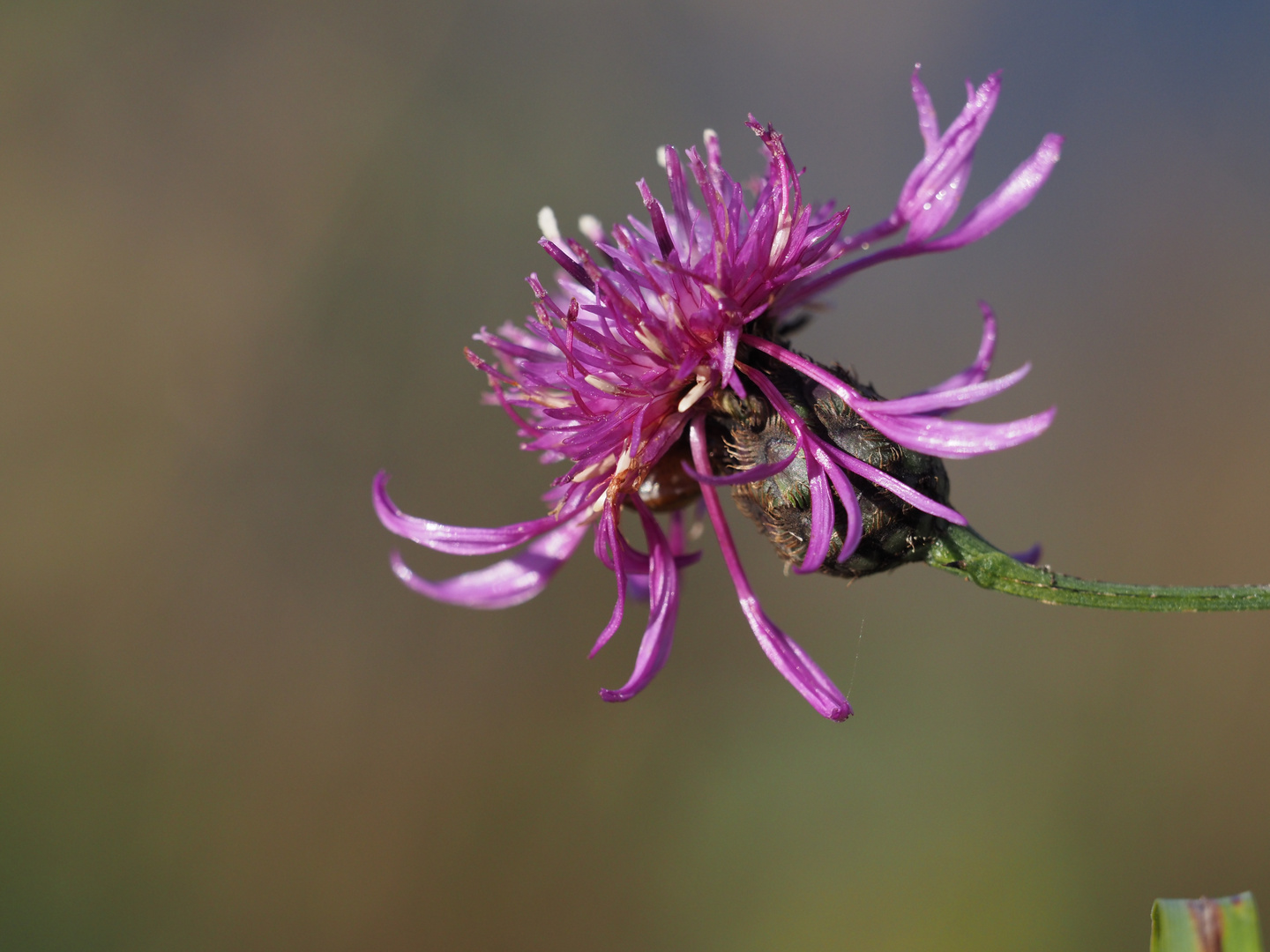 Sonne tanken / Flockenblume