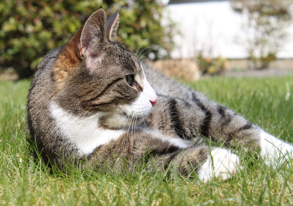 Sonne tanken im Garten