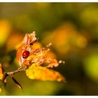 Sonne tanken im Oktober