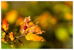 Sonne tanken im Oktober