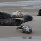 Sonne tanken tun auch Die Seehunde auf den Sandbänken
