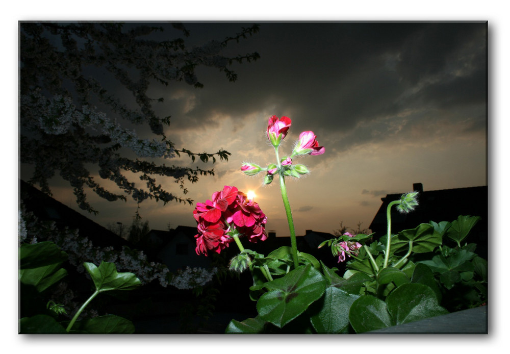 Sonne trifft Blüte