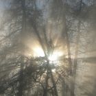 Sonne trifft Nebel 1