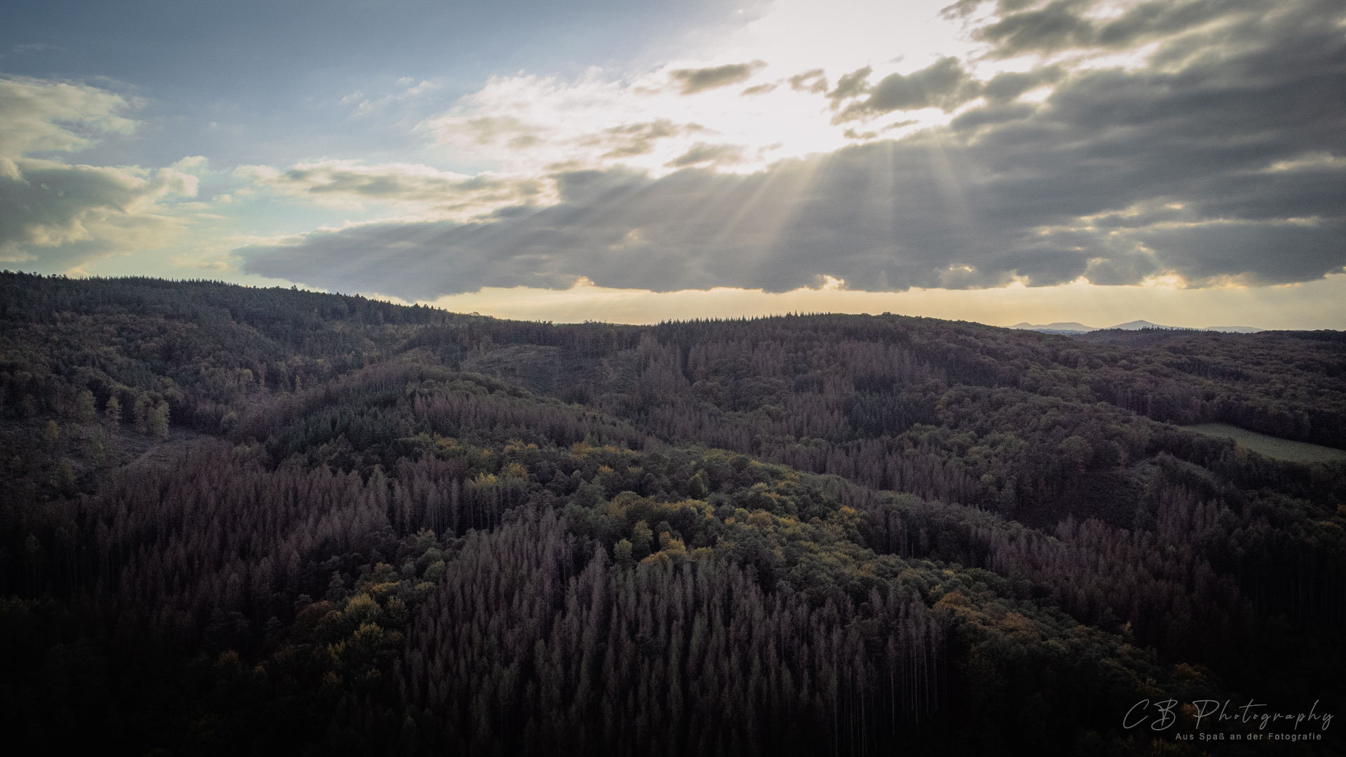 Sonne trifft Wald