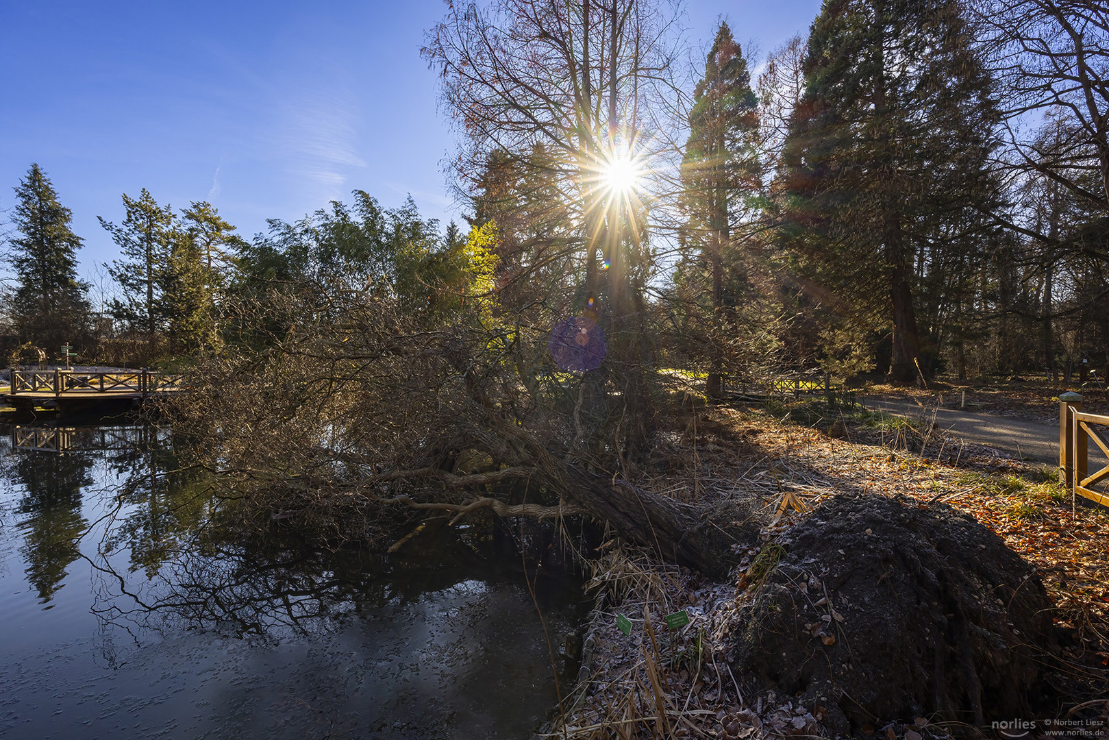 Sonne über dem entwurzelten Baum