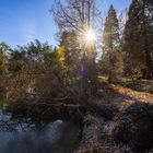 Sonne über dem entwurzelten Baum