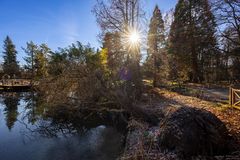 Sonne über dem entwurzelten Baum