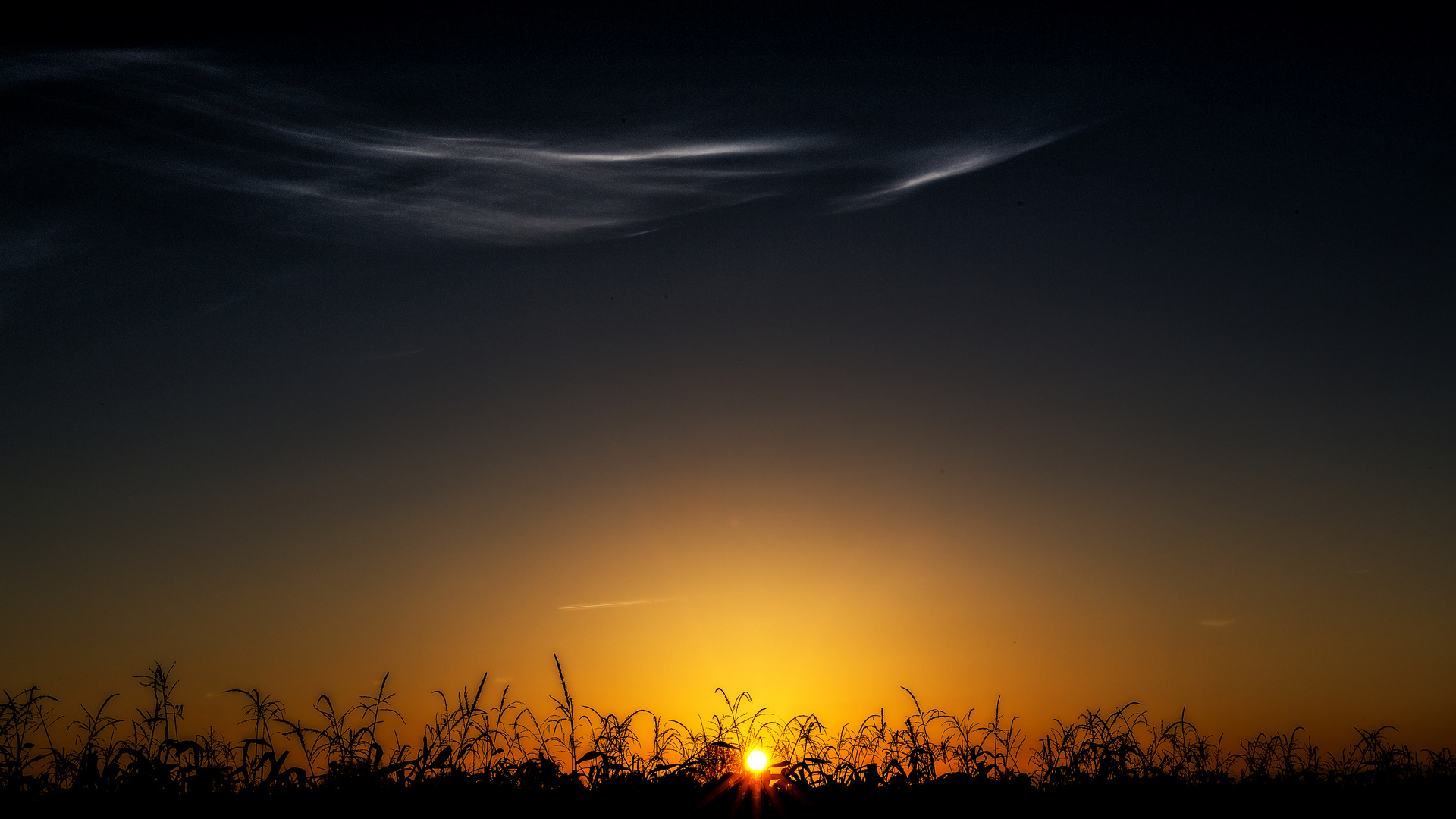 Sonne über dem Maisfeld