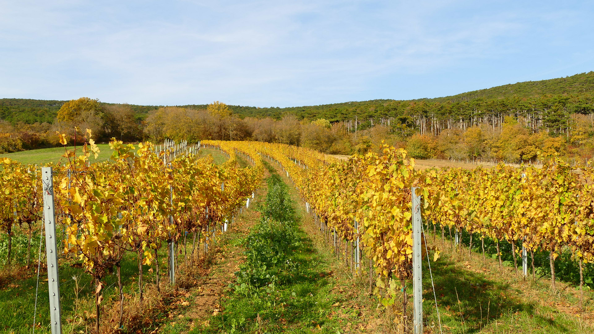 Sonne über den Weinbergen