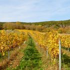 Sonne über den Weinbergen