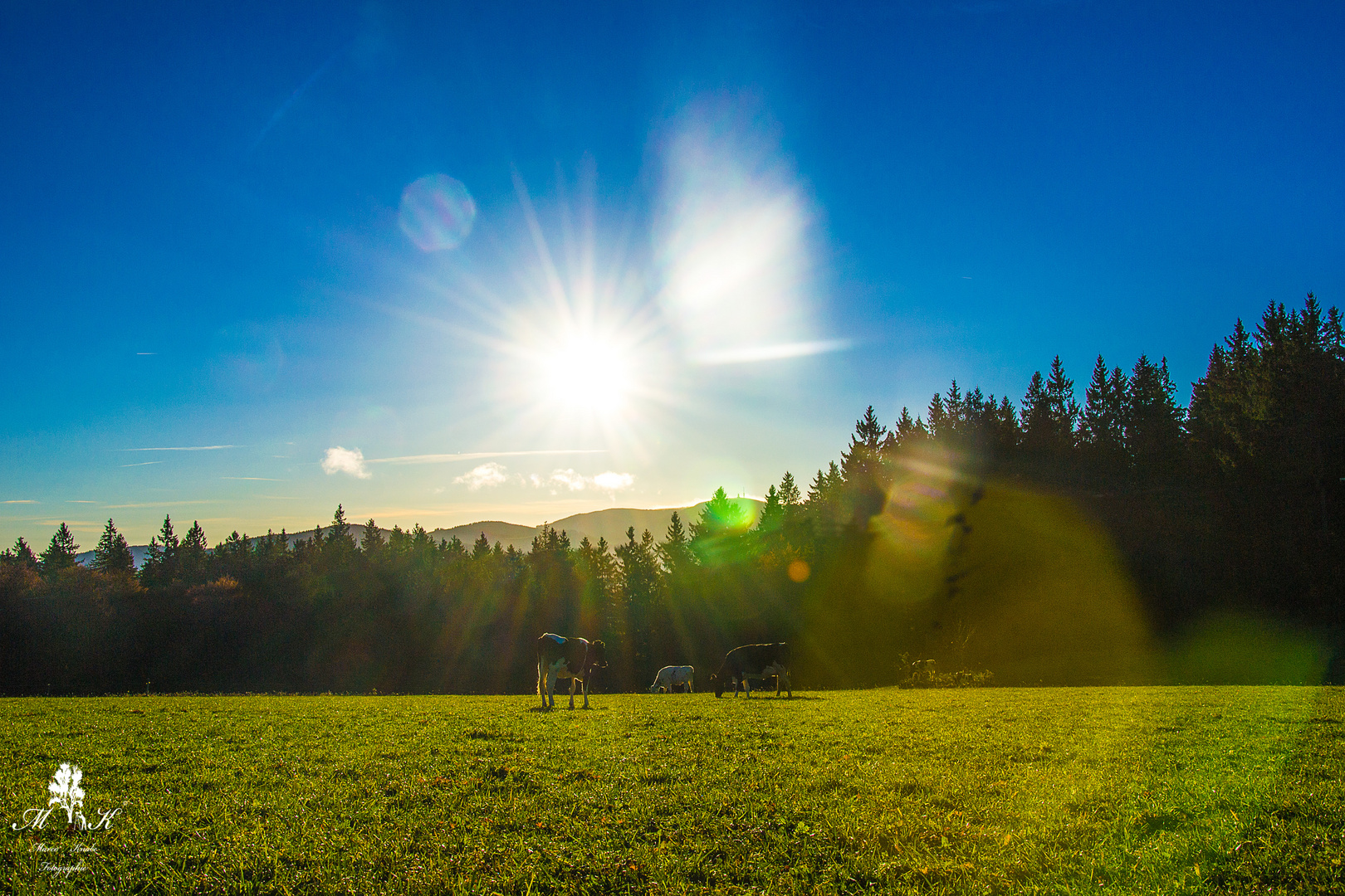 Sonne über der Weide