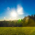 Sonne über der Weide