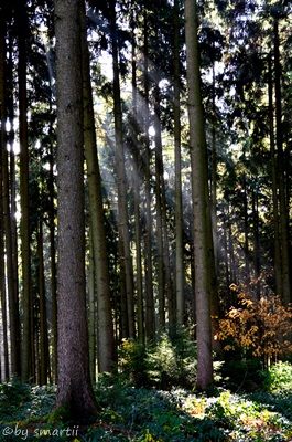 Sonne überall