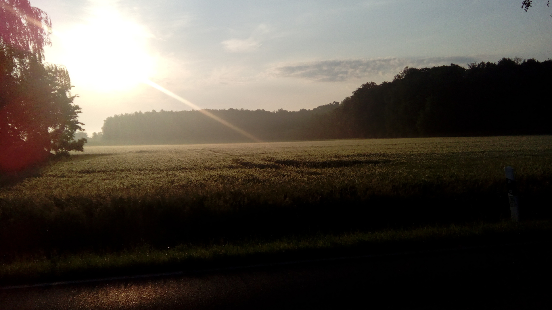 Sonne überm Feld