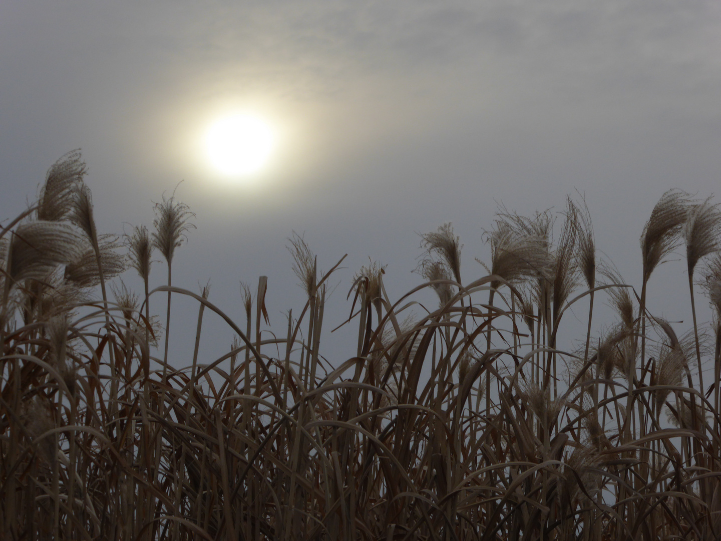 Sonne überm Schilf