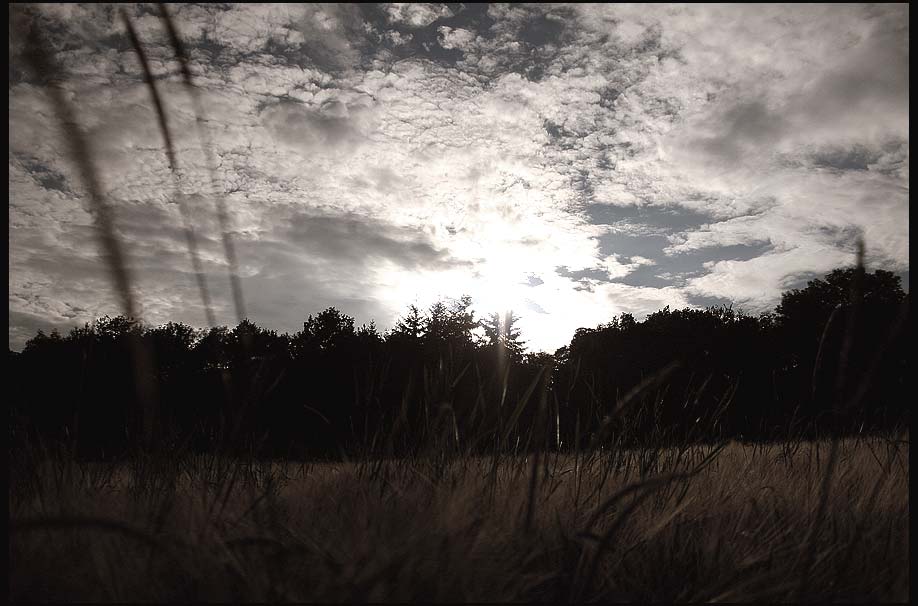 Sonne überm Wald..