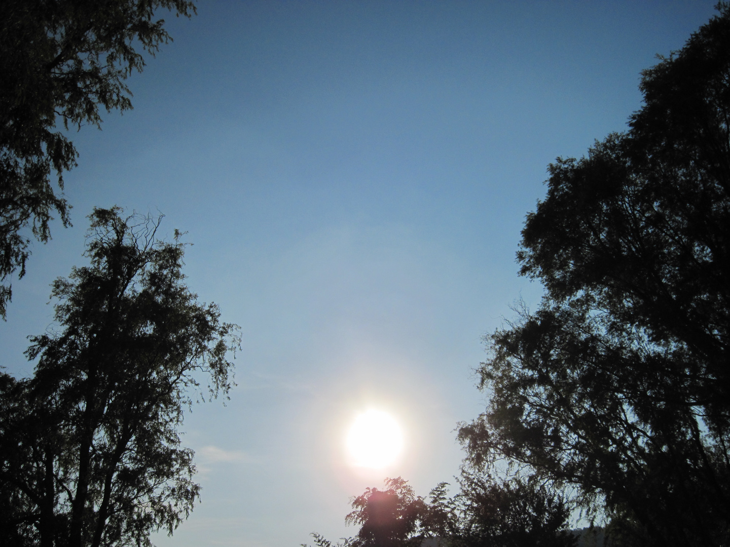 Sonne und Bäume am Balaton