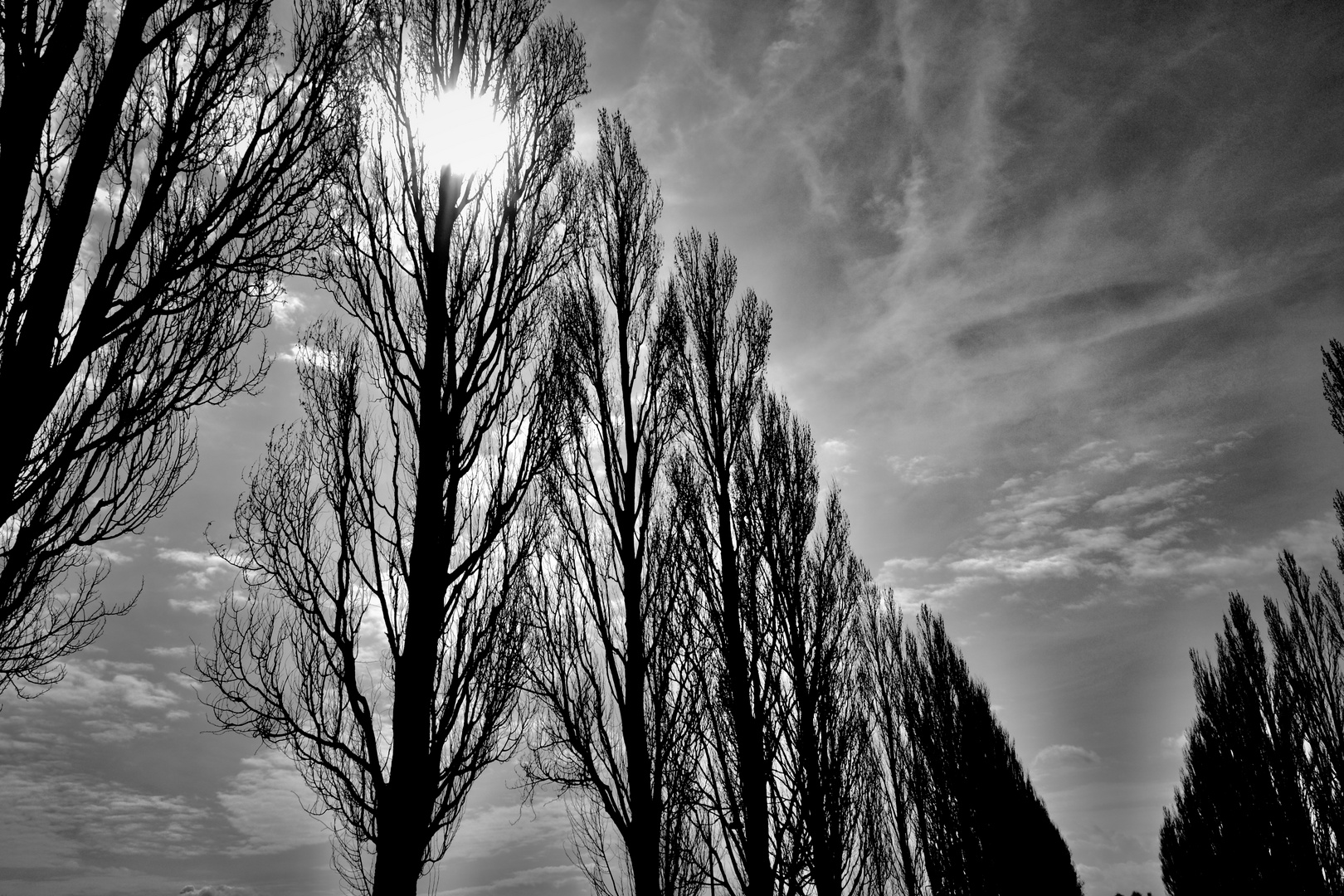 Sonne und Bäume / KZ Dachau