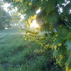 Sonne und Baum