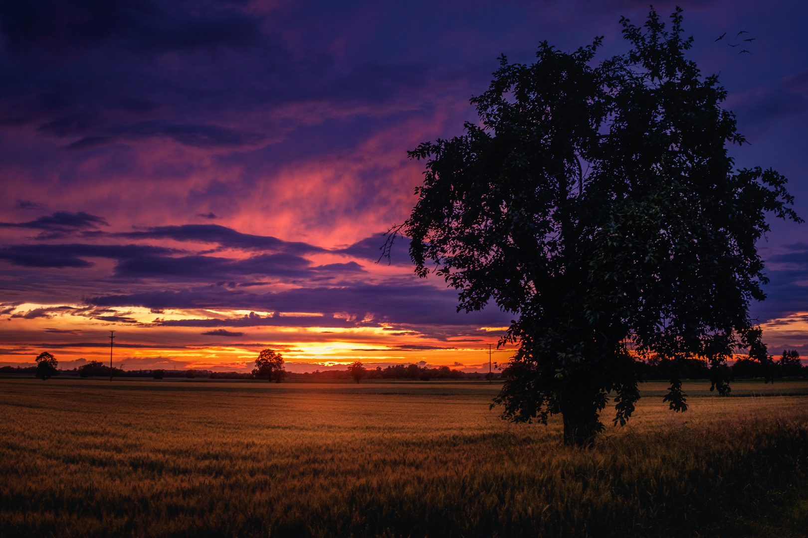 Sonne und Baum