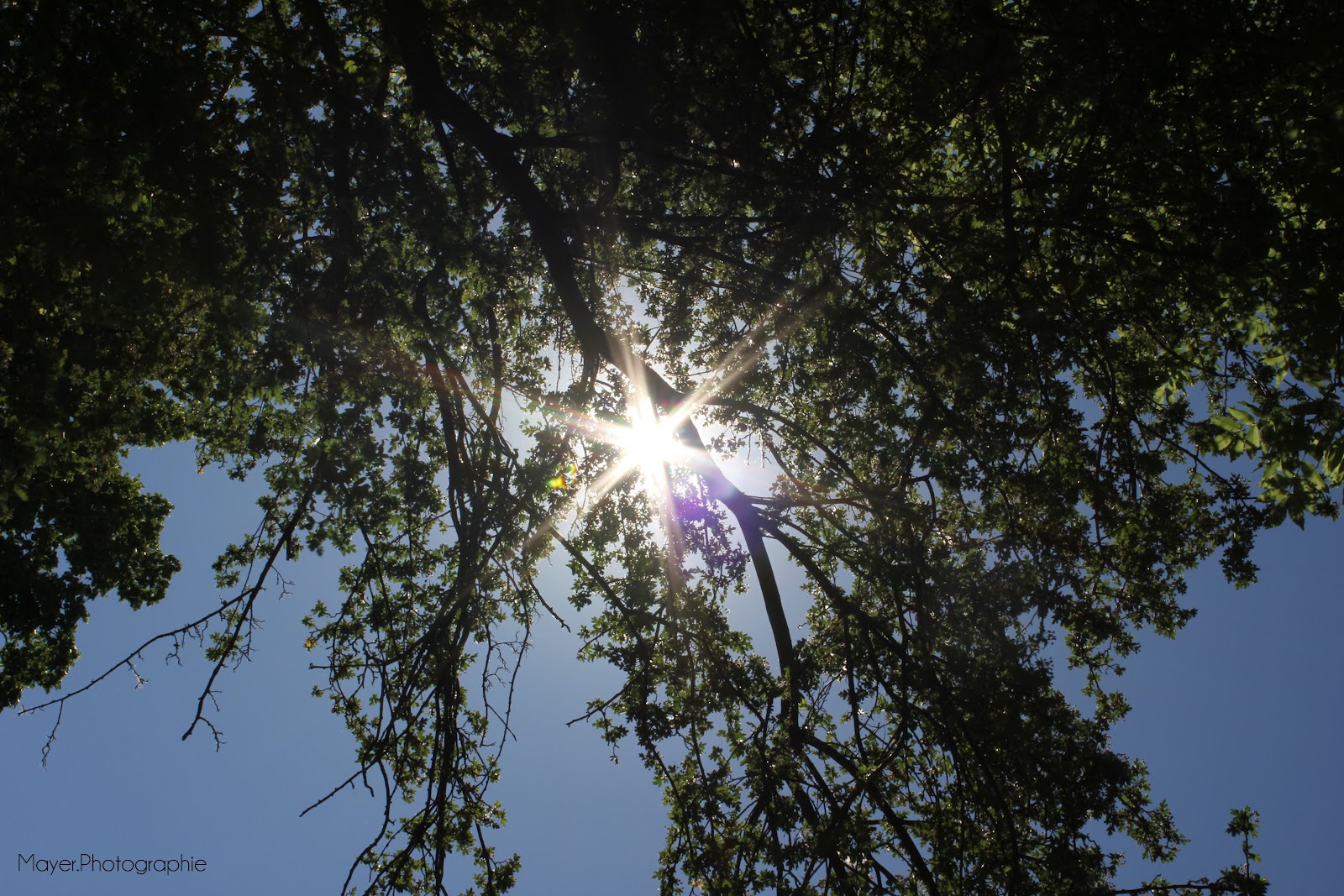 Sonne und Baum