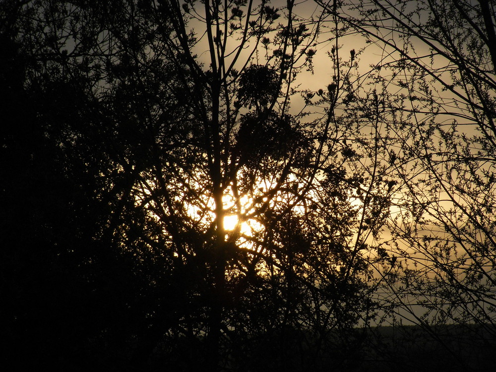 sonne und baum