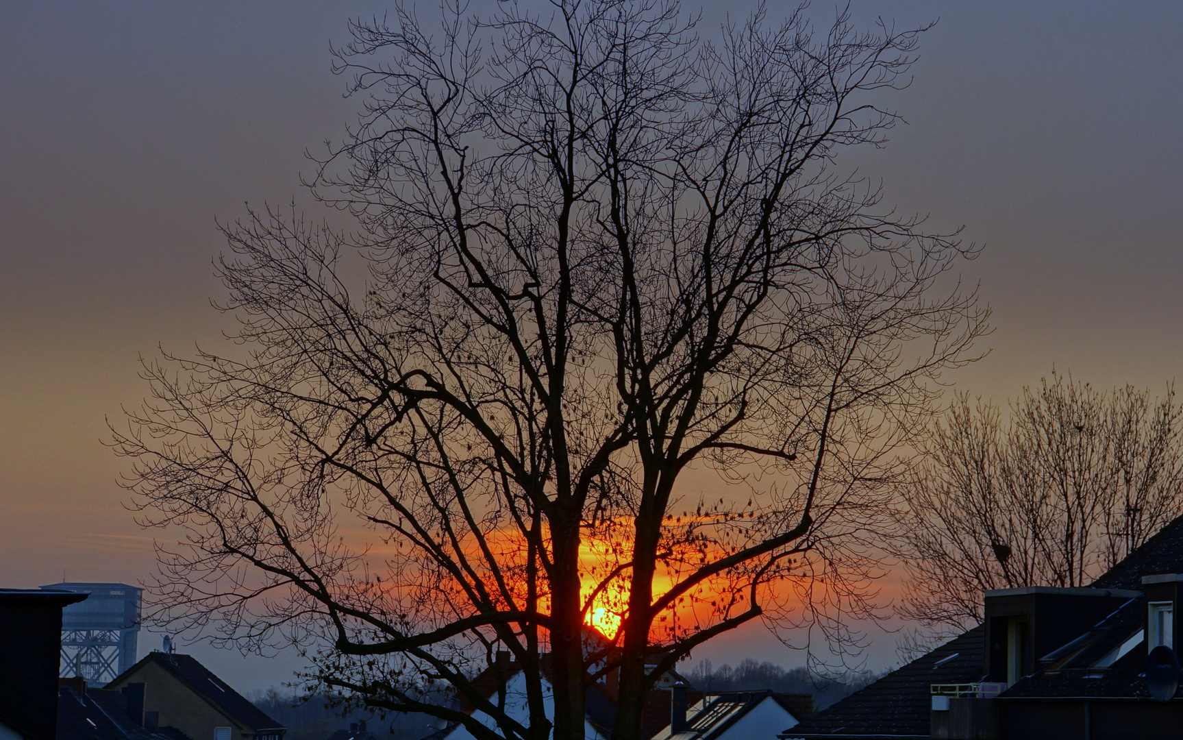 Sonne und Baum