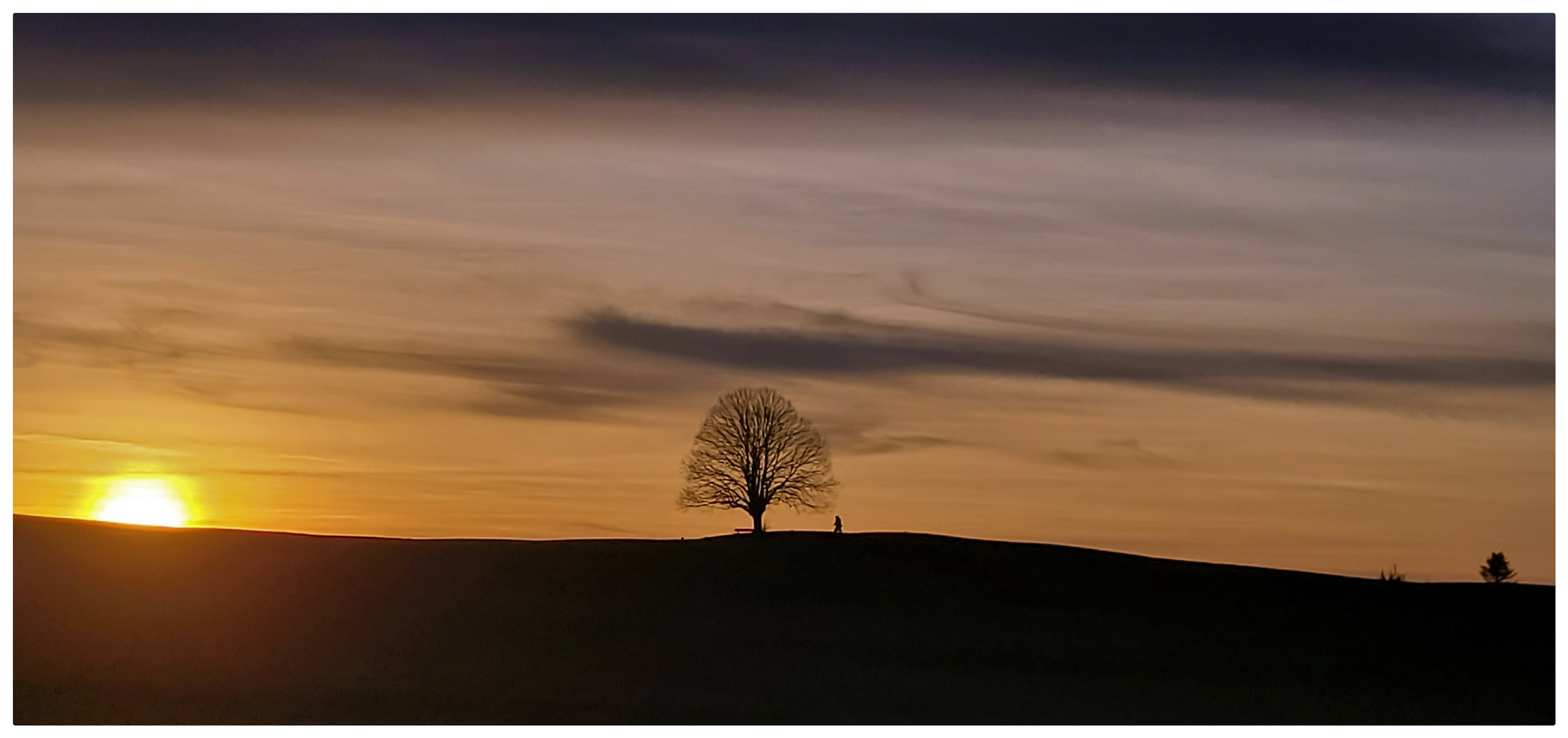 Sonne und Baum . . .