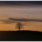 Sonne und Baum . . .