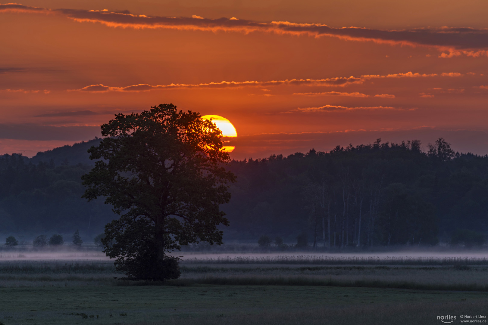 Sonne und Baum