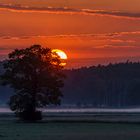 Sonne und Baum