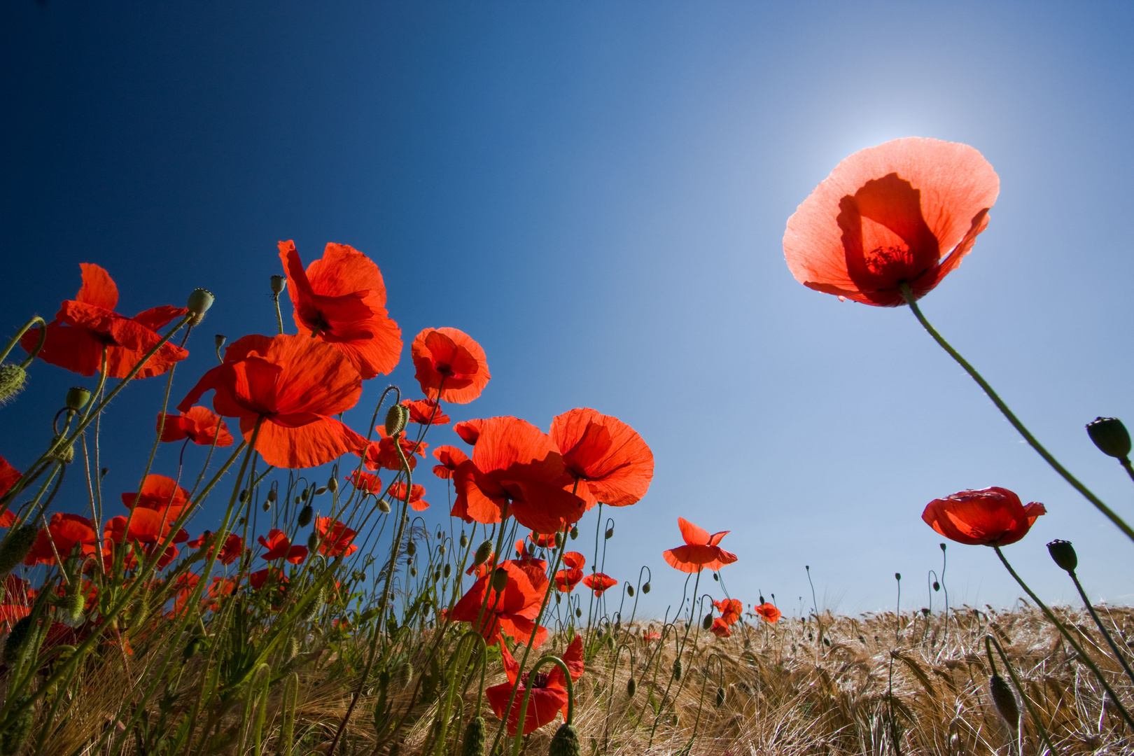 Sonne Und Blume Foto Bild Jahreszeiten Sommer Natur Bilder Auf Fotocommunity