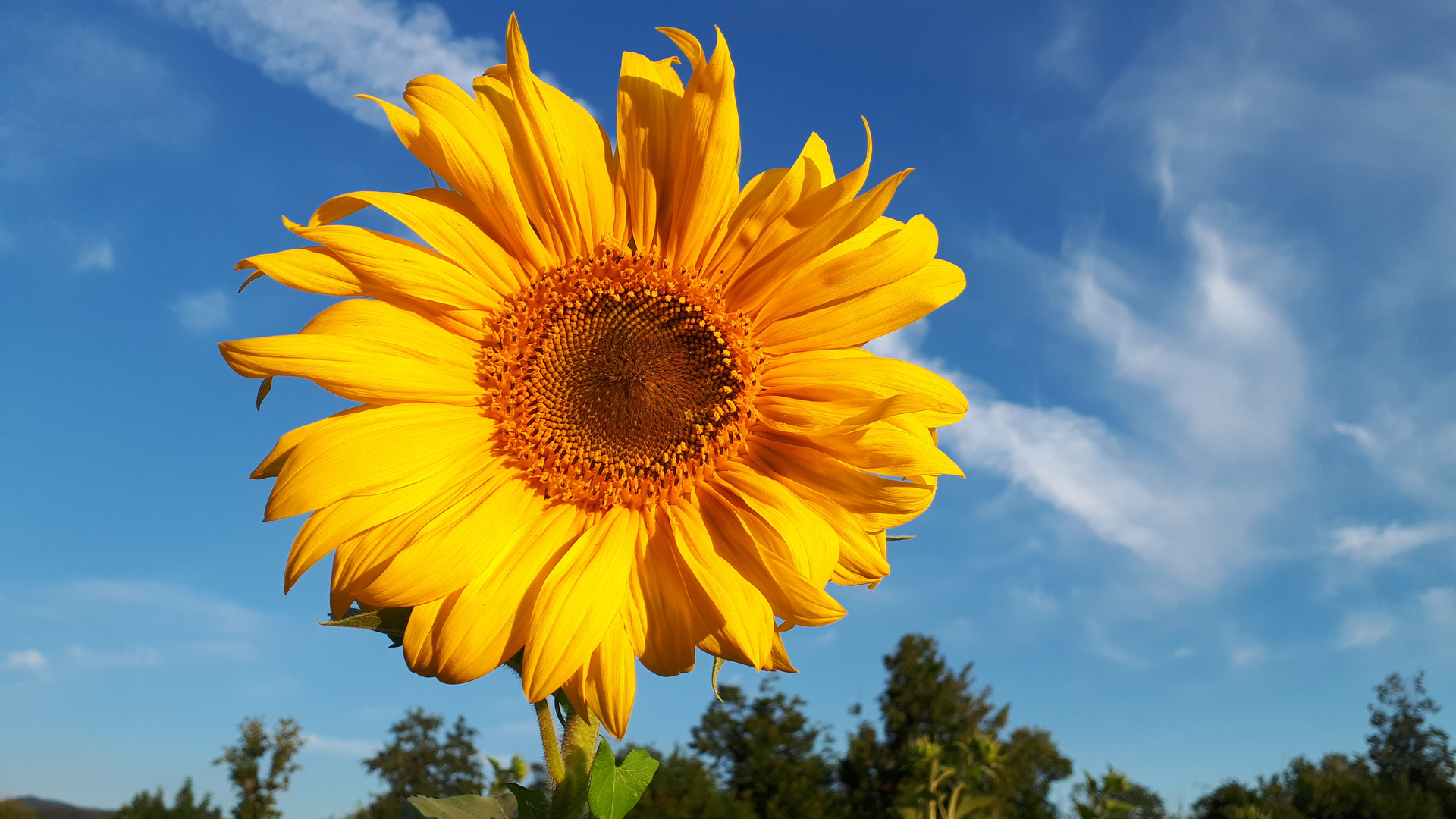 Sonne und Blume